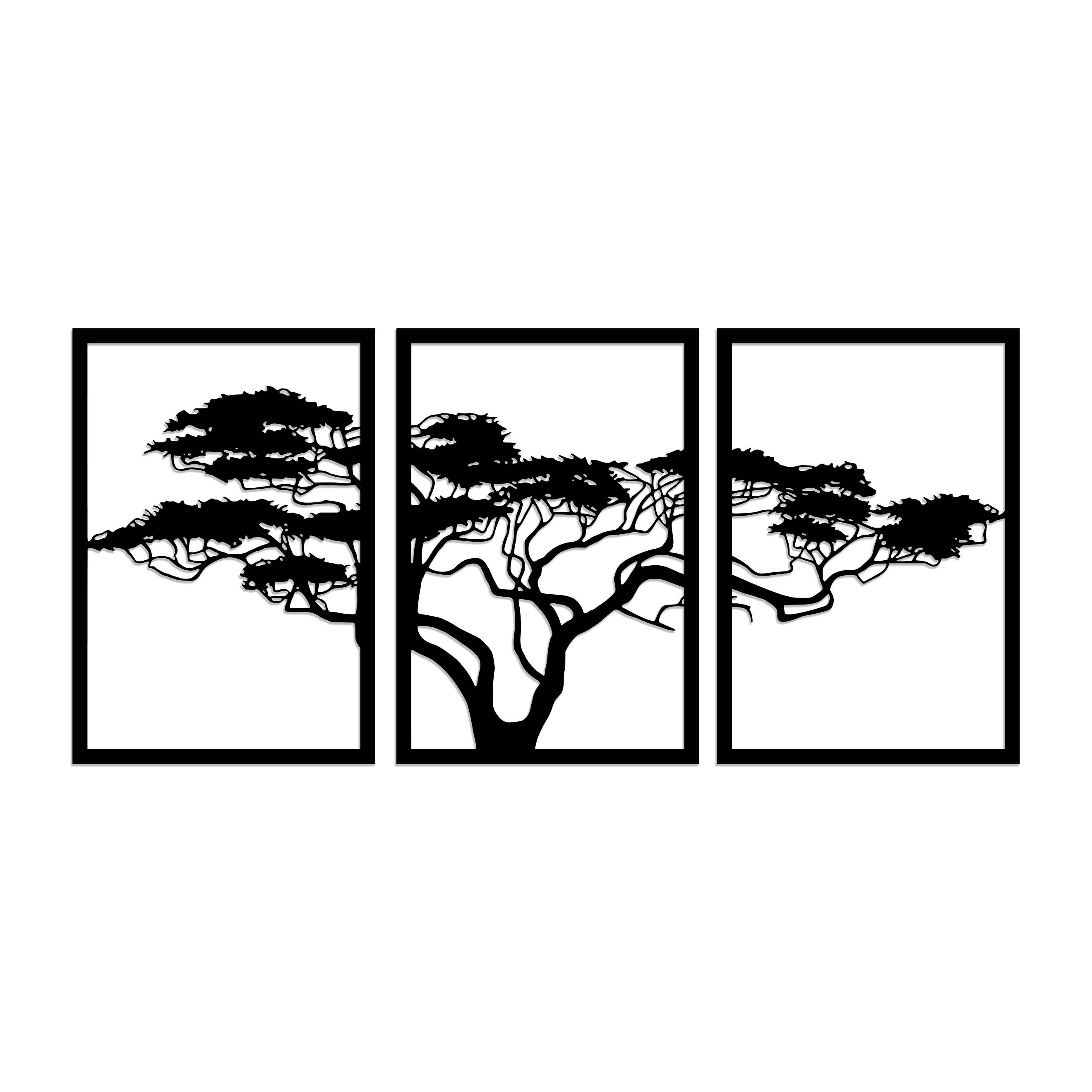 Acacia