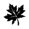 Maple Shadow